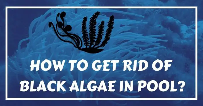 how to get rid of black algae in pool