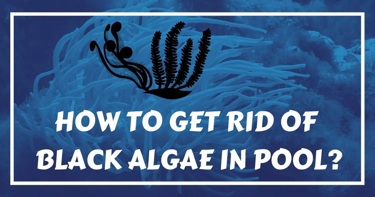 how to get rid of black algae in pool